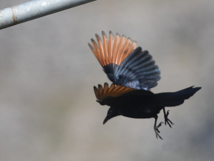 Red-winged Starling - ML644104712