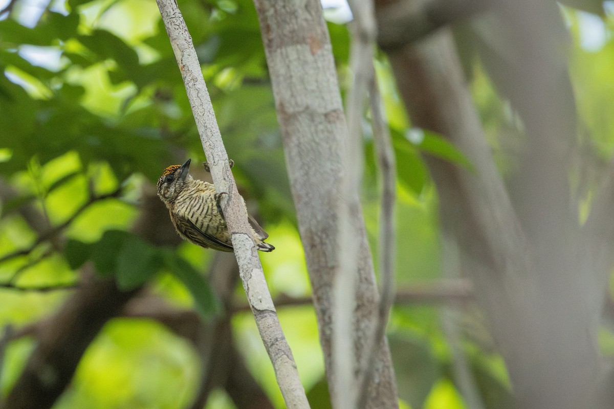 datlíček pruhovaný - ML644104715