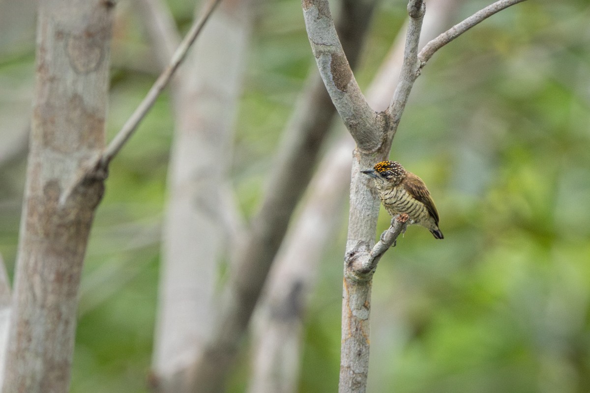 datlíček pruhovaný - ML644104716