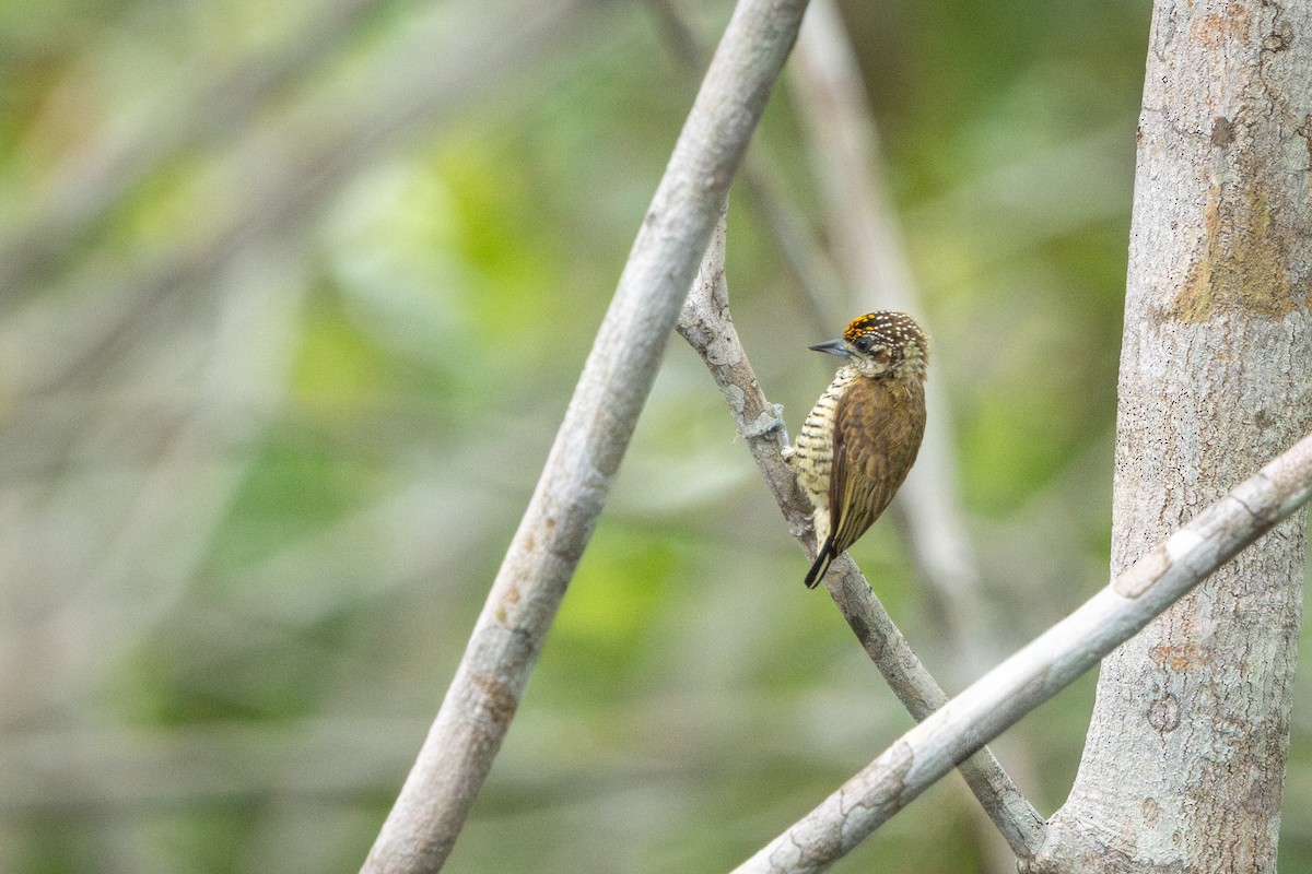 datlíček pruhovaný - ML644104717