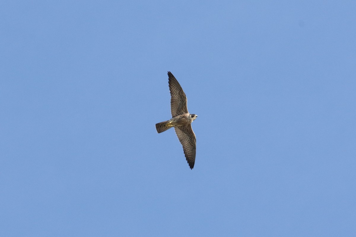 Сапсан - ML644104719