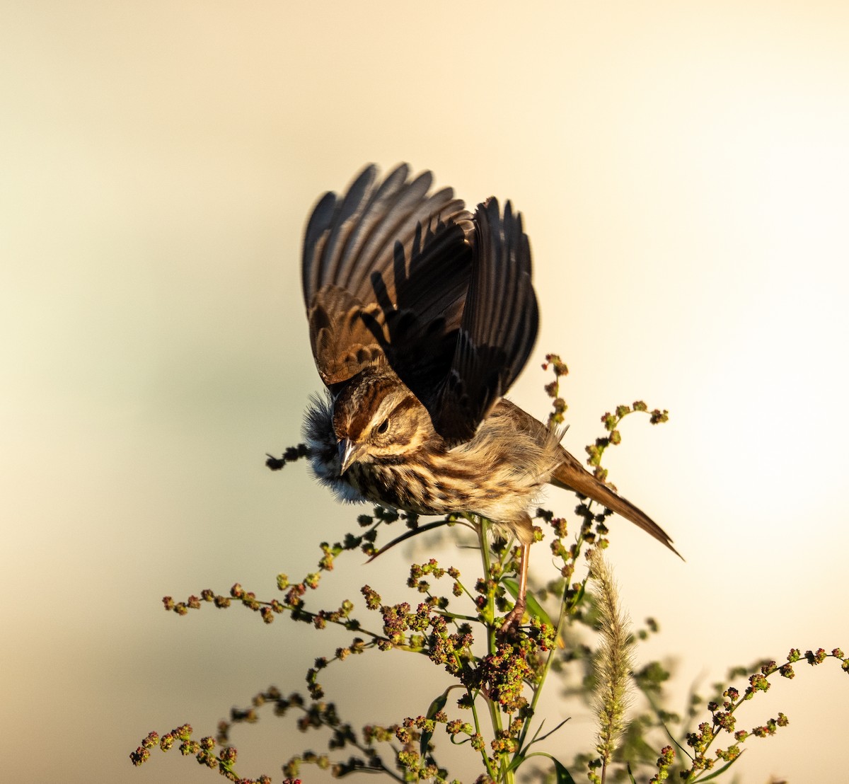 Song Sparrow - ML644104723