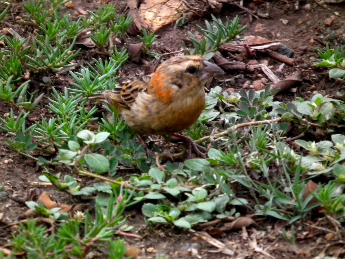 Fan-tailed Widowbird - ML644104724