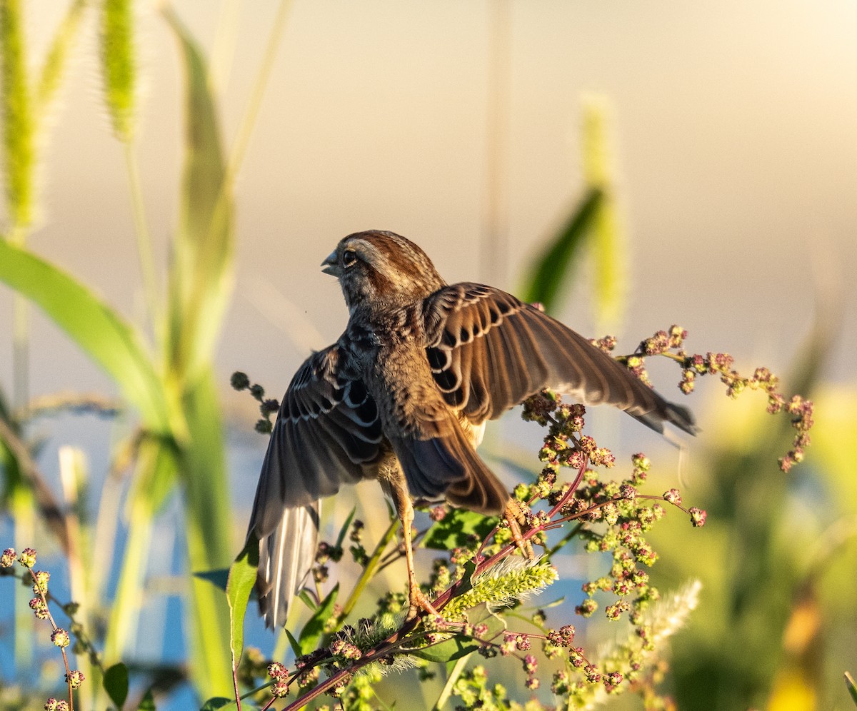 Song Sparrow - ML644104733
