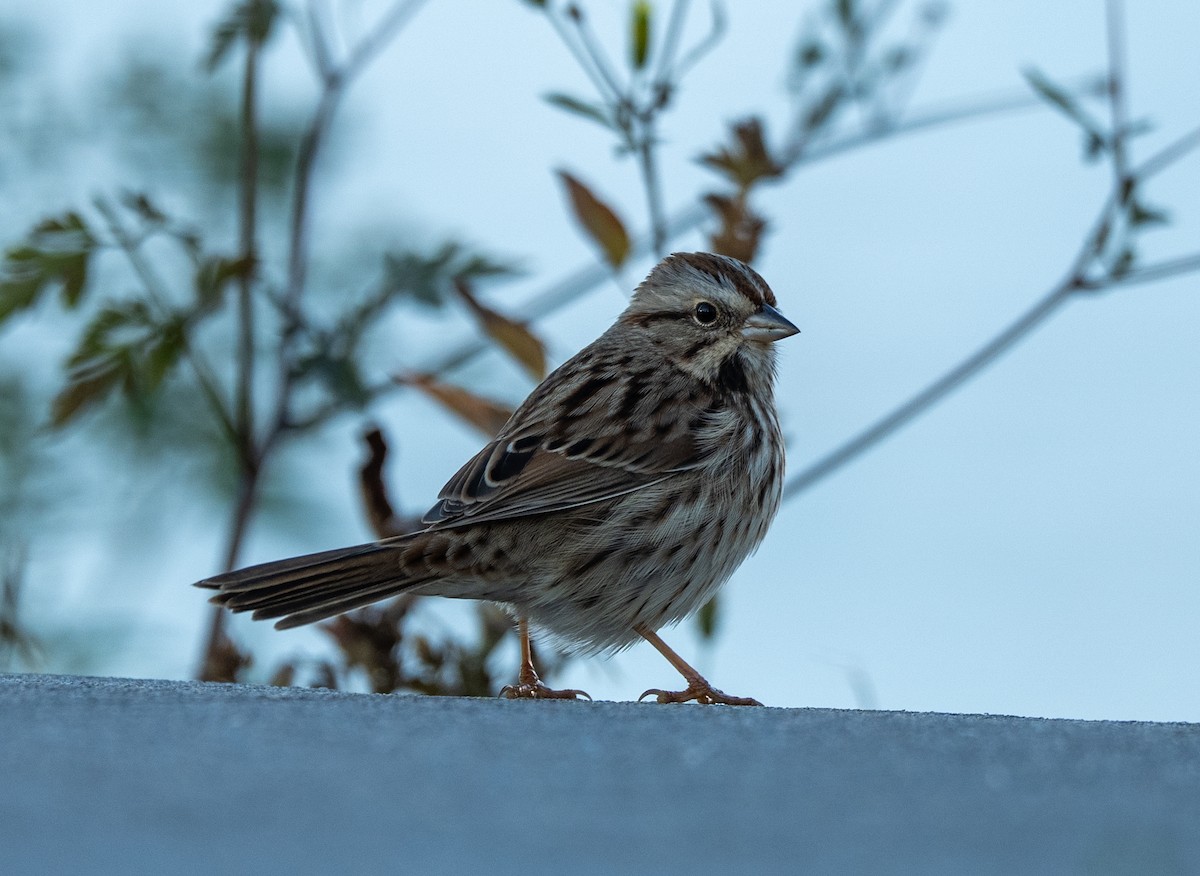 Song Sparrow - ML644104742