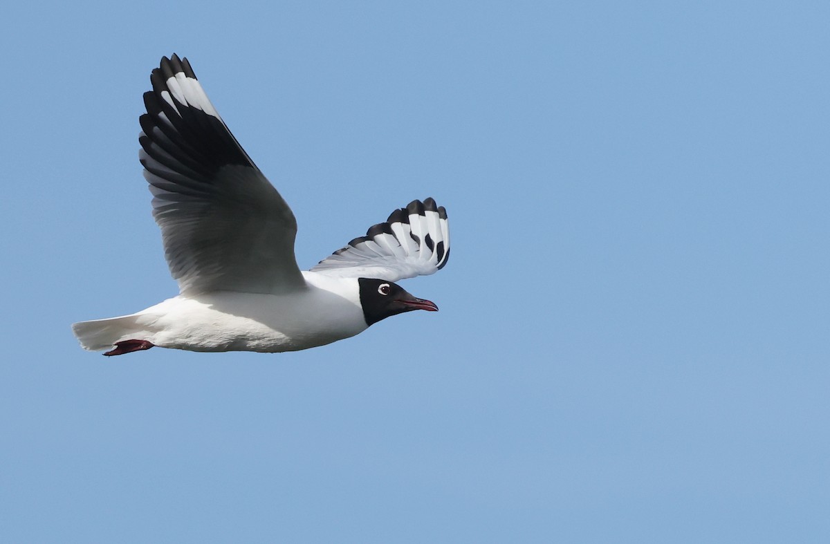 Andean Gull - ML644104749
