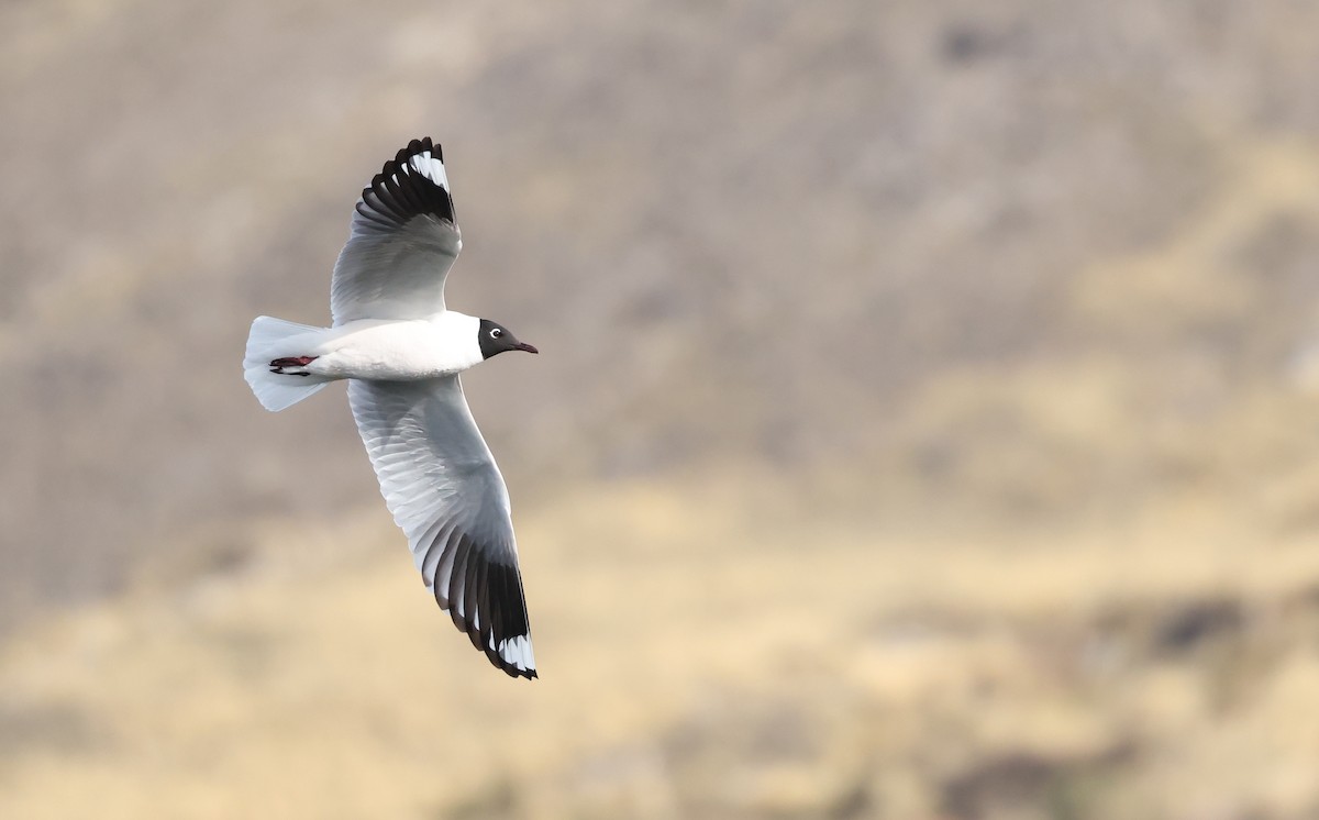 Andean Gull - ML644104750