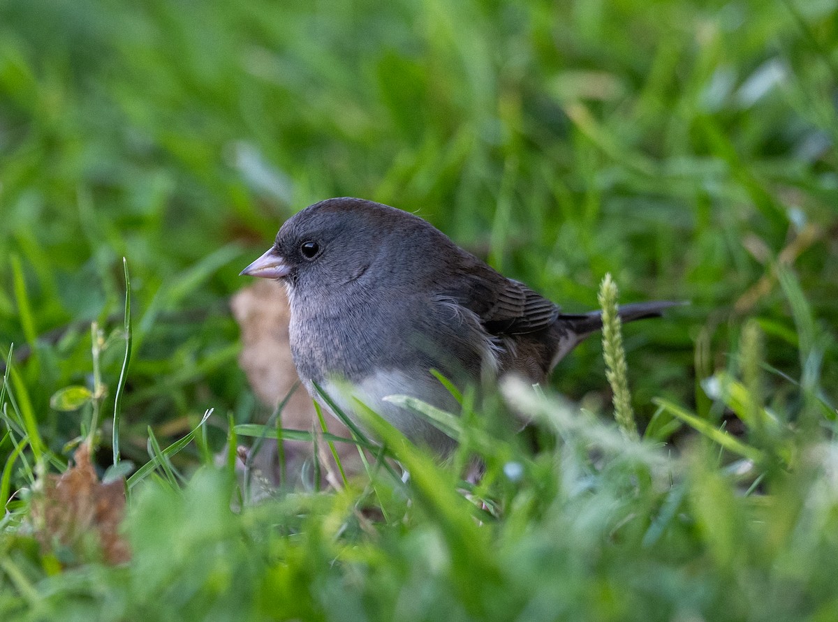 Dark-eyed Junco - ML644104755