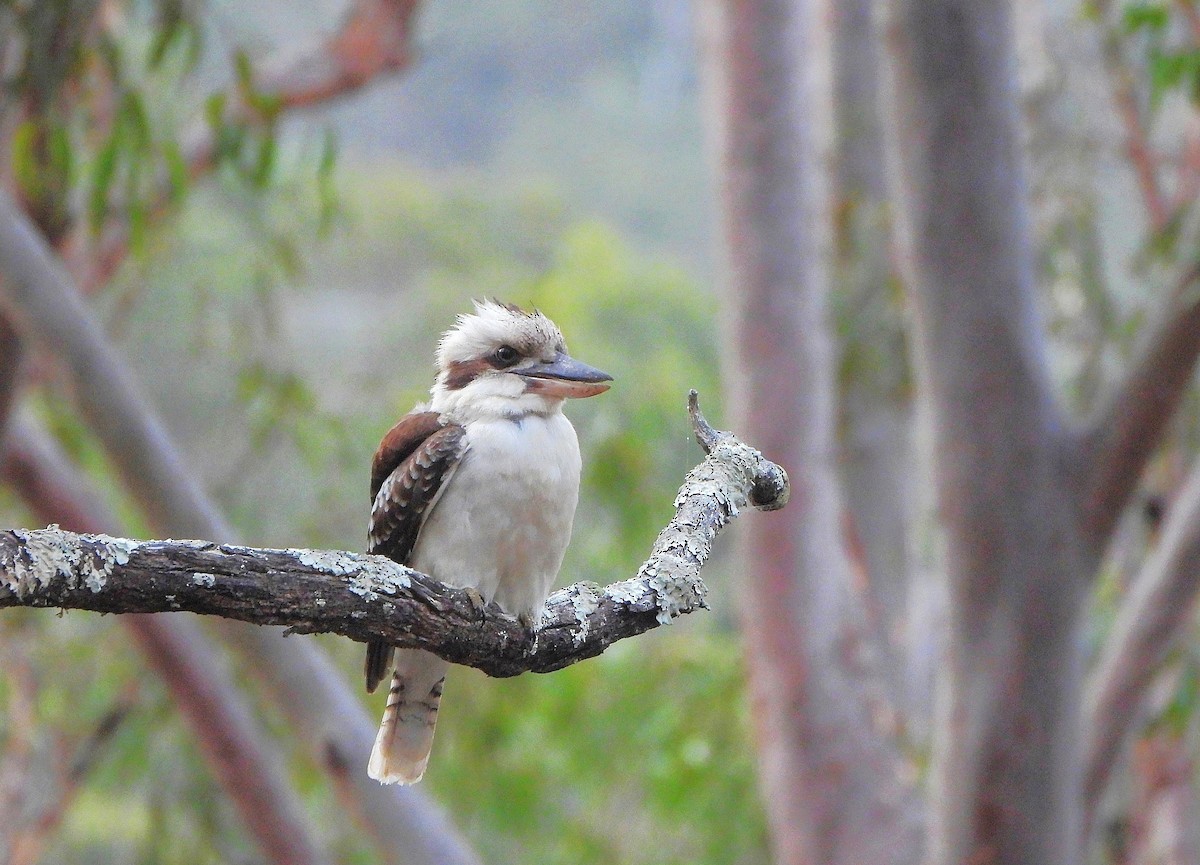 Laughing Kookaburra - ML644104768