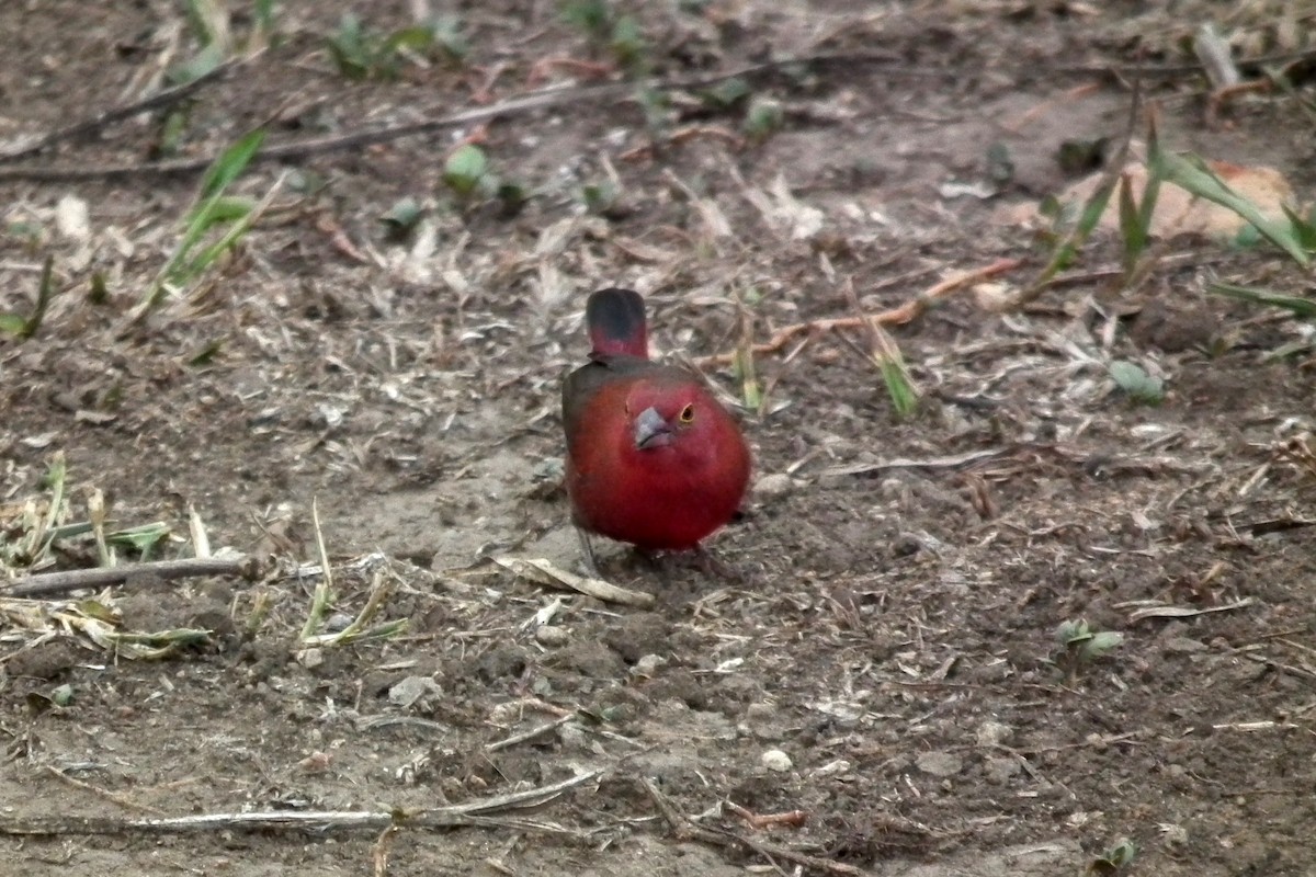 Red-billed Firefinch - ML644104769