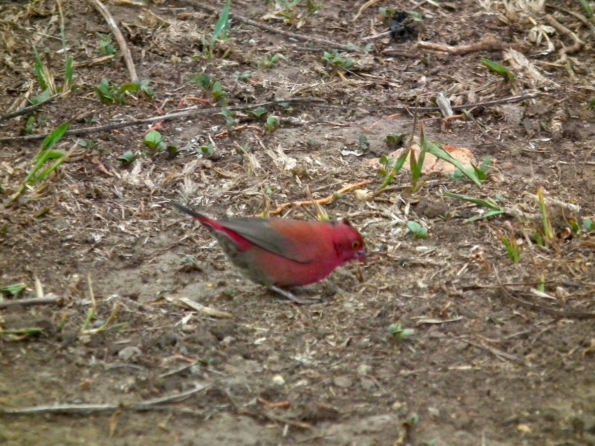Red-billed Firefinch - ML644104770