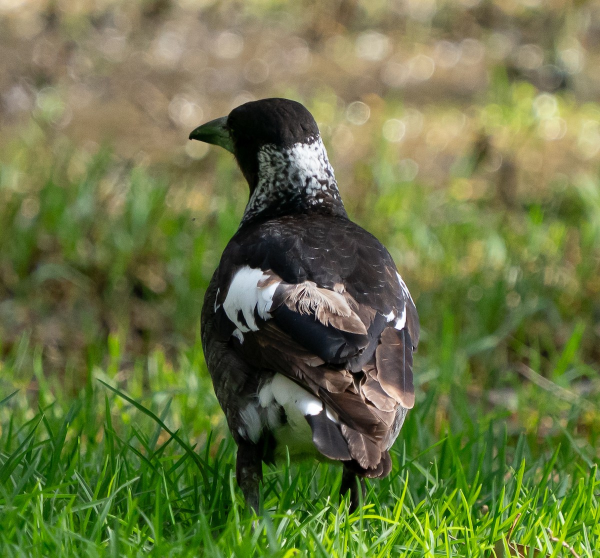 Australian Magpie (Western) - ML644104778