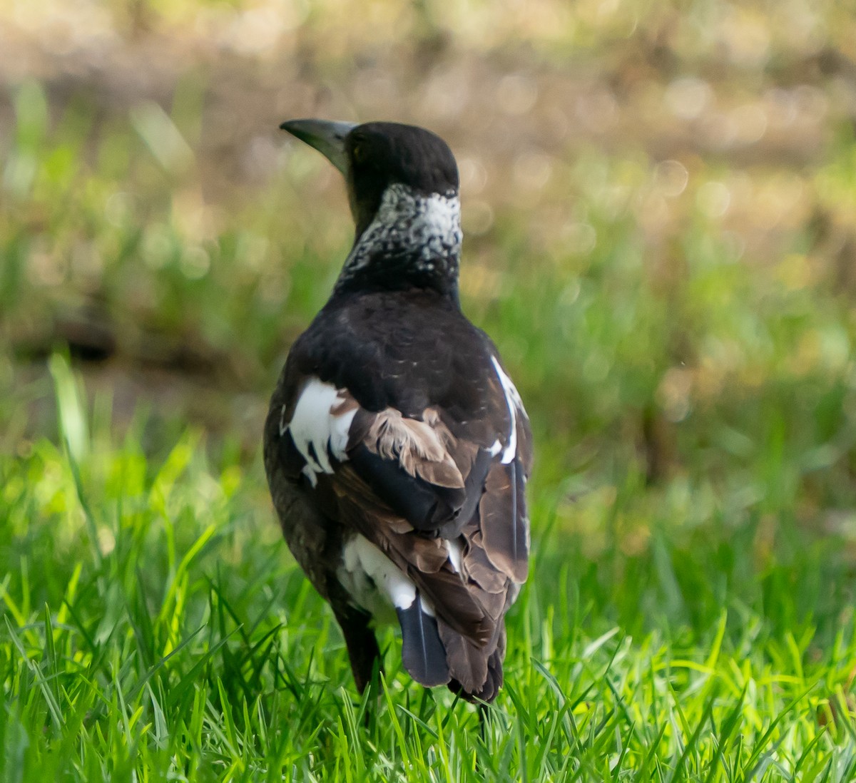 Australian Magpie (Western) - ML644104779