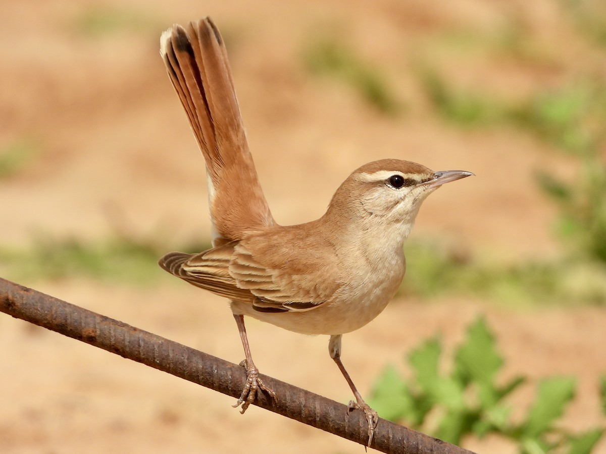 Rufous-tailed Scrub-Robin - ML644104780