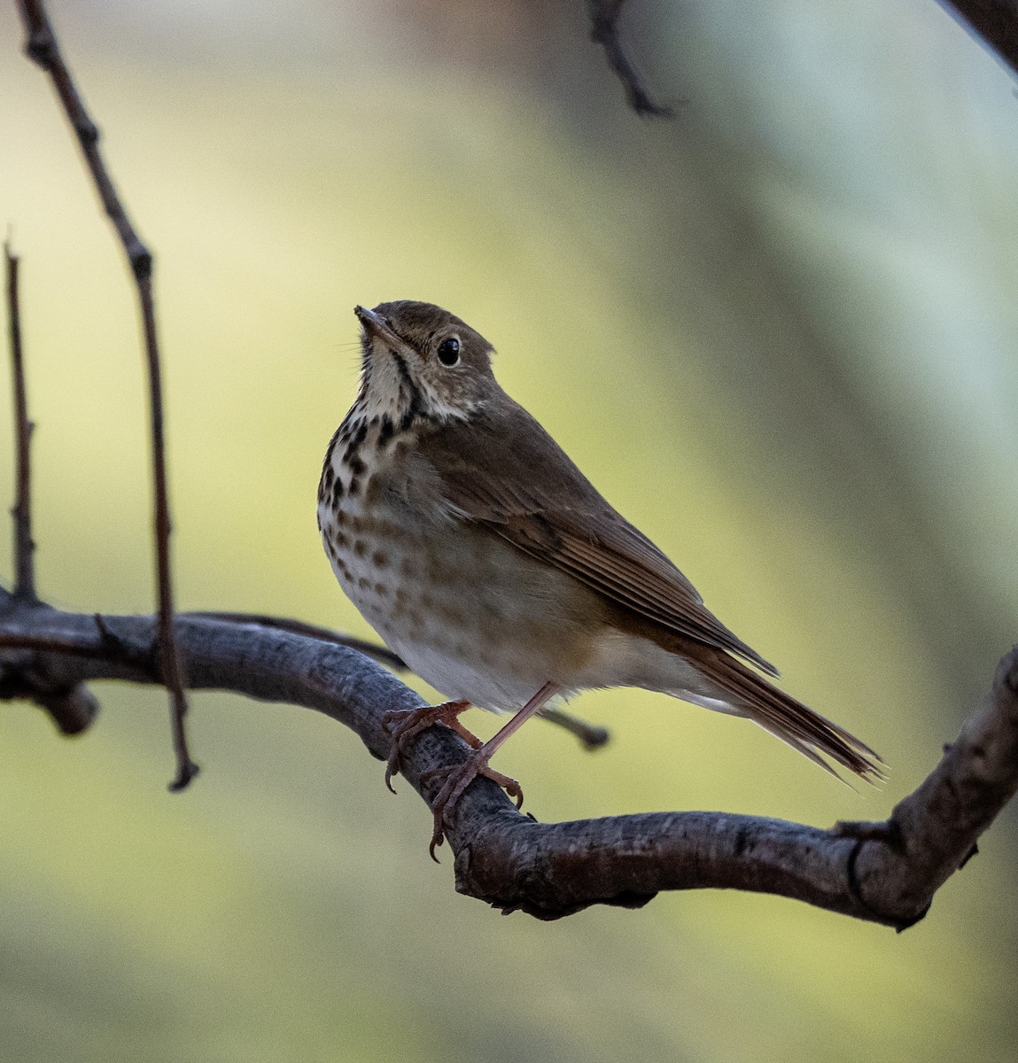 Hermit Thrush - ML644104792