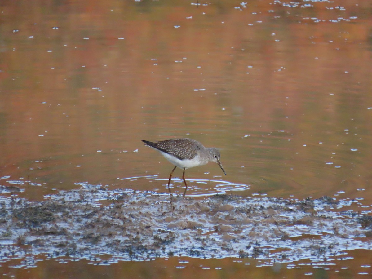Lesser Yellowlegs - ML644104803