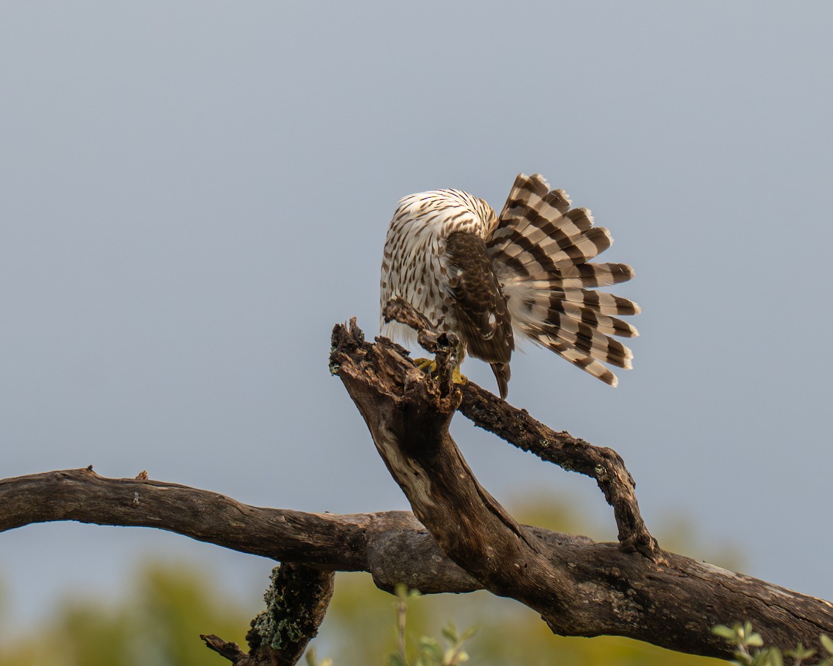 Cooper's Hawk - ML644104808