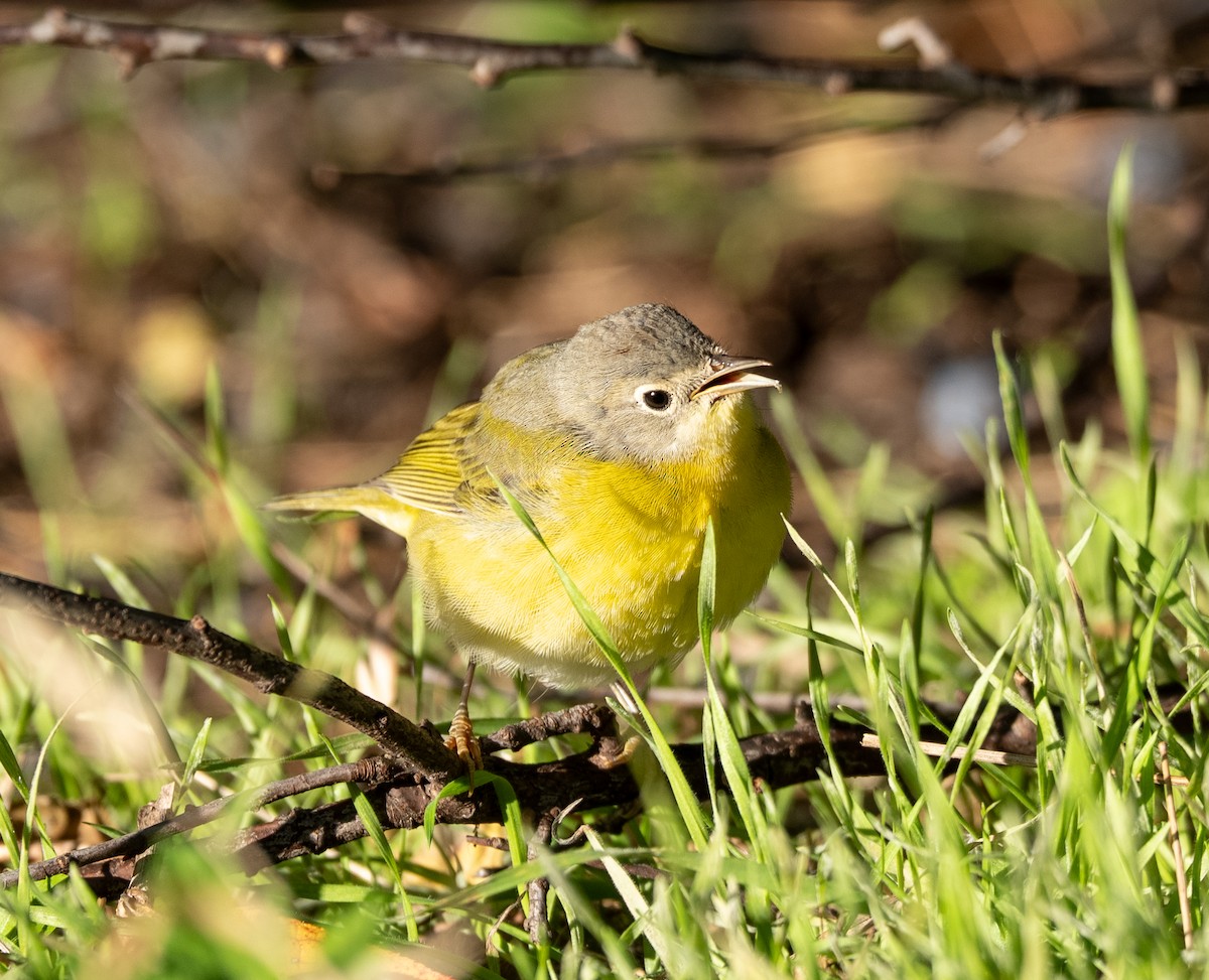 Nashville Warbler - ML644104809