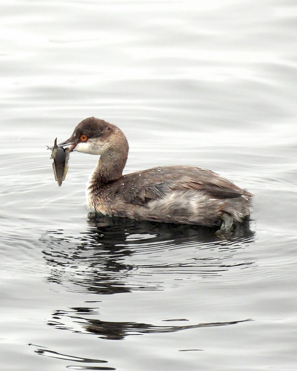Eared Grebe - ML644104819