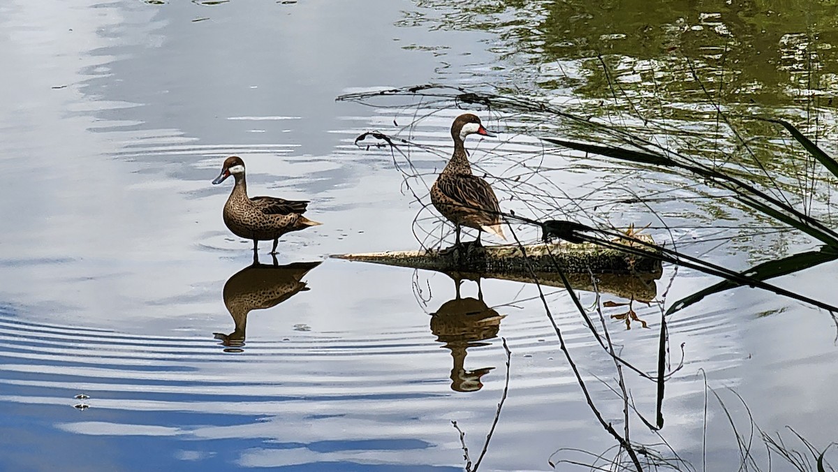 White-cheeked Pintail - ML644104820