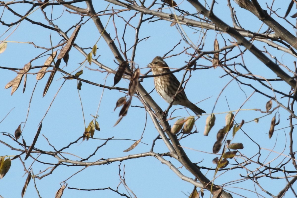Чечевиця кармінова - ML644104821