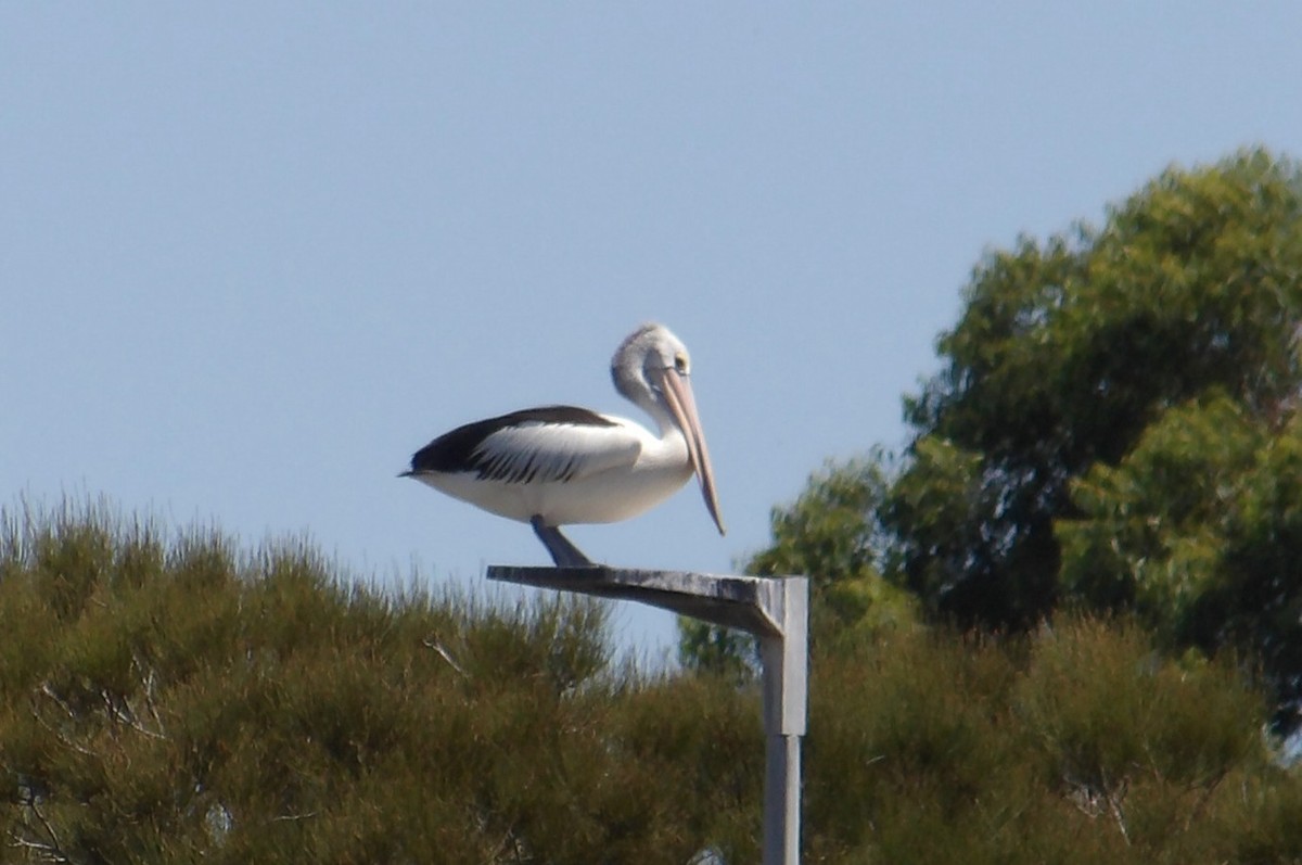 Australian Pelican - ML644104822