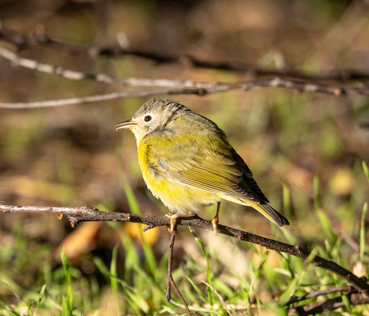 Nashville Warbler - ML644104824