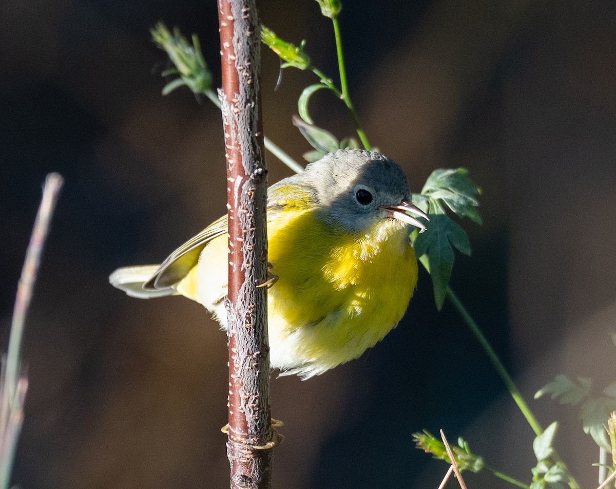 Nashville Warbler - ML644104841
