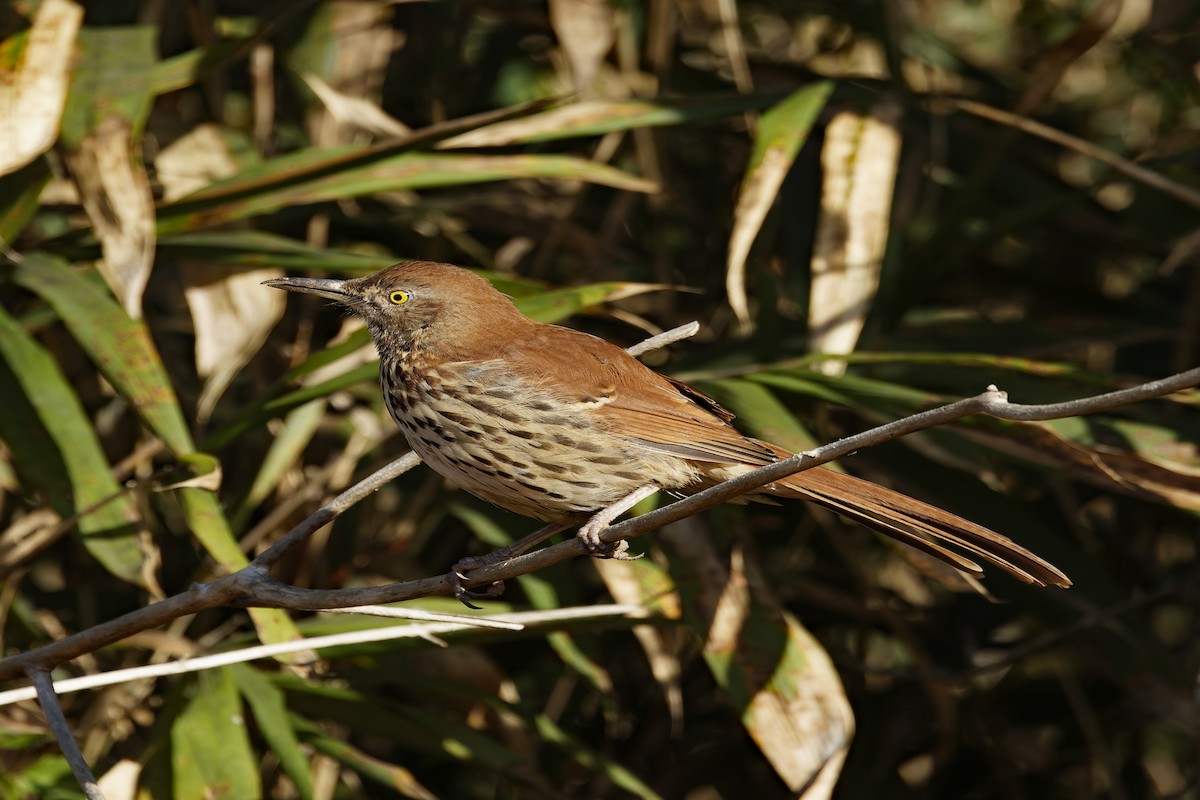 Brown Thrasher - ML644104851
