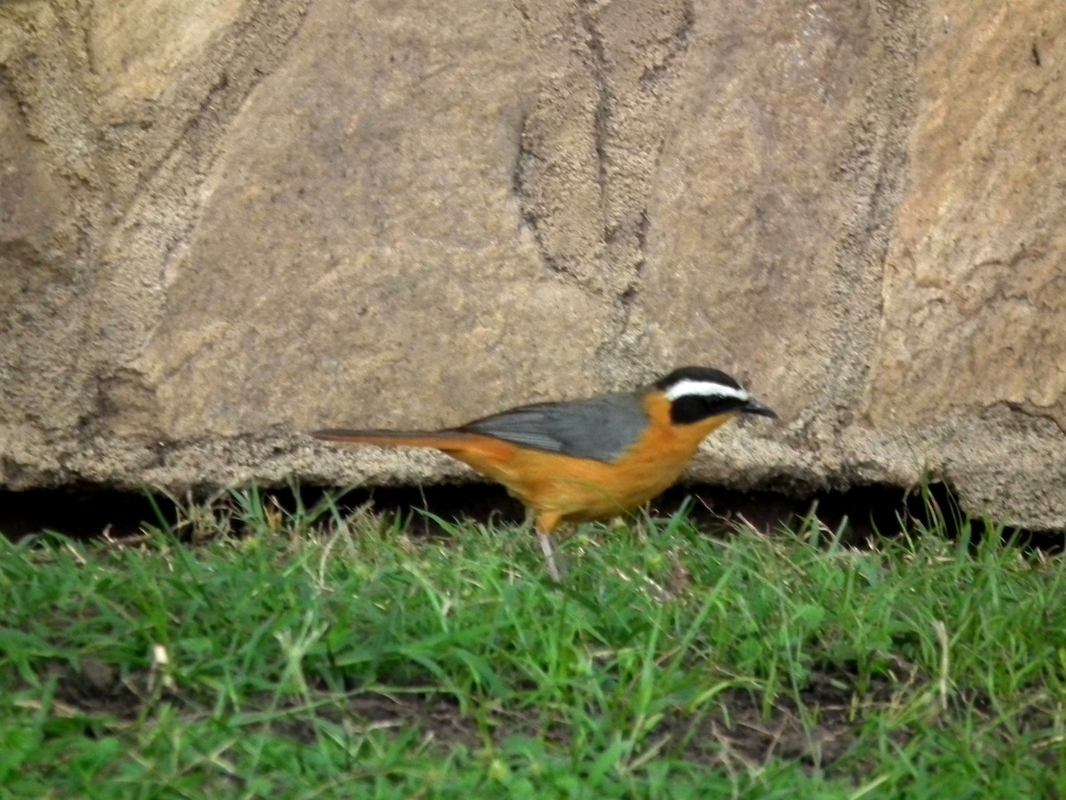 White-browed Robin-Chat - ML644104858