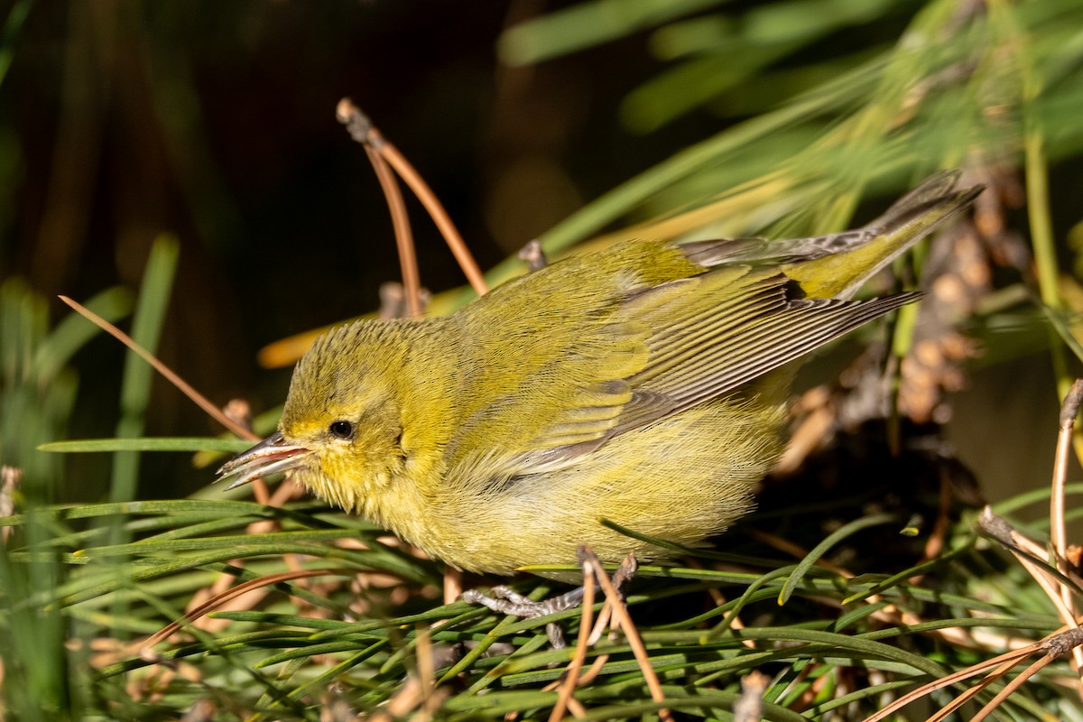 Tennessee Warbler - ML644104863