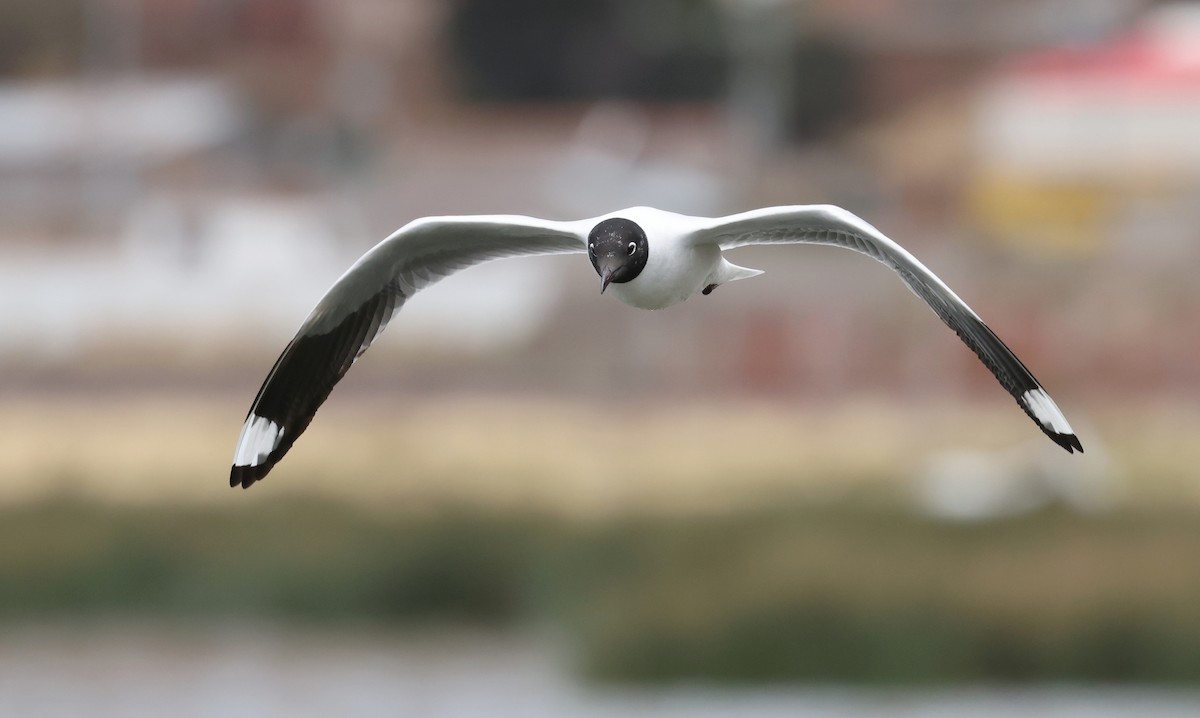 Andean Gull - ML644104864