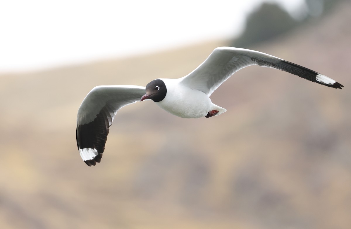 Andean Gull - ML644104865