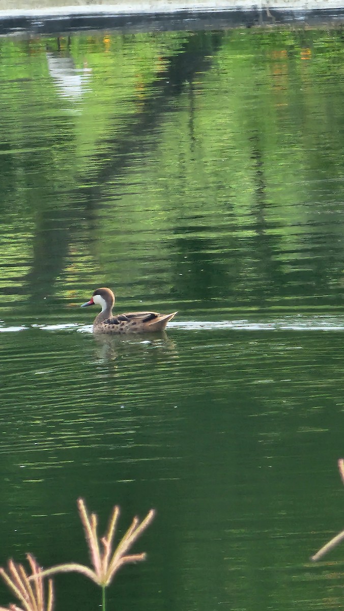 White-cheeked Pintail - ML644104877