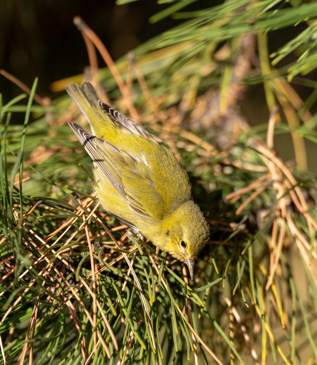 Tennessee Warbler - ML644104878