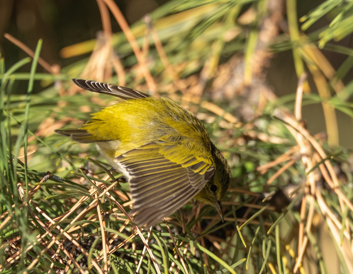Tennessee Warbler - ML644104883