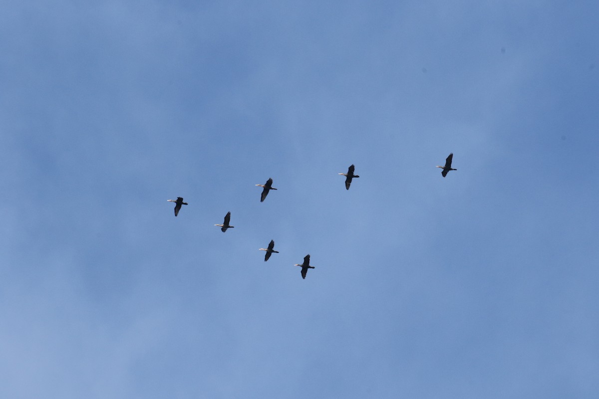 Баклан вухатий - ML644104886