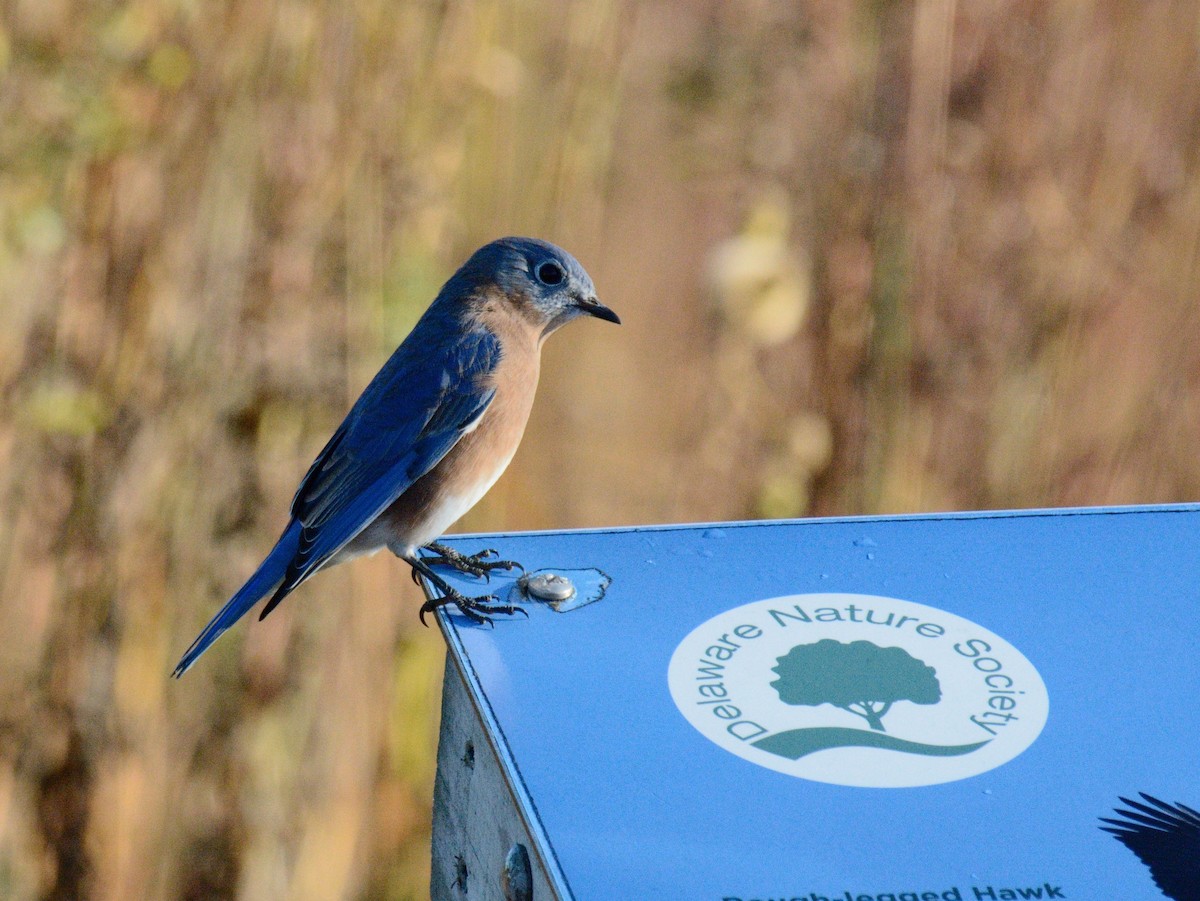 Eastern Bluebird - ML644104893