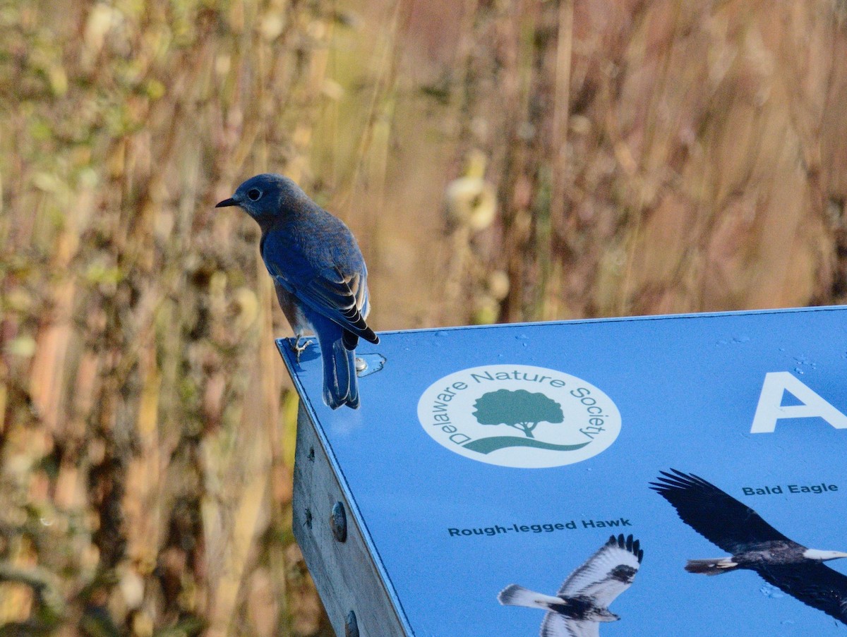 Eastern Bluebird - ML644104894