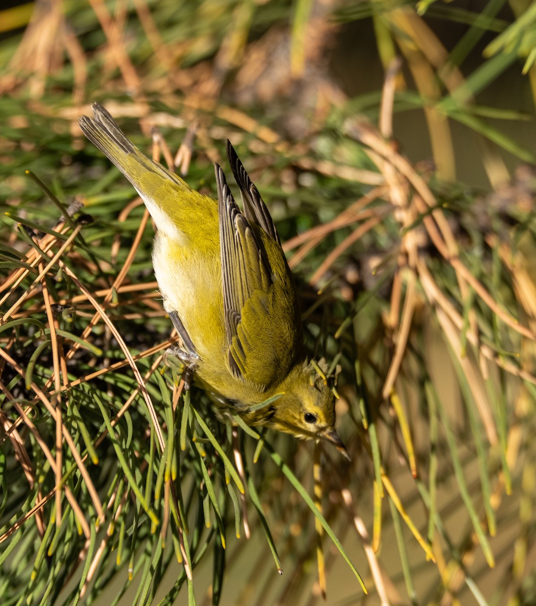 Tennessee Warbler - ML644104898