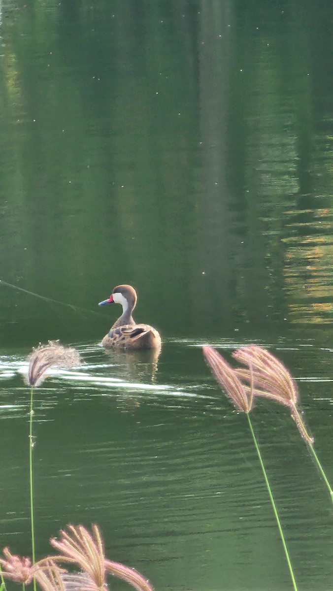 White-cheeked Pintail - ML644104909