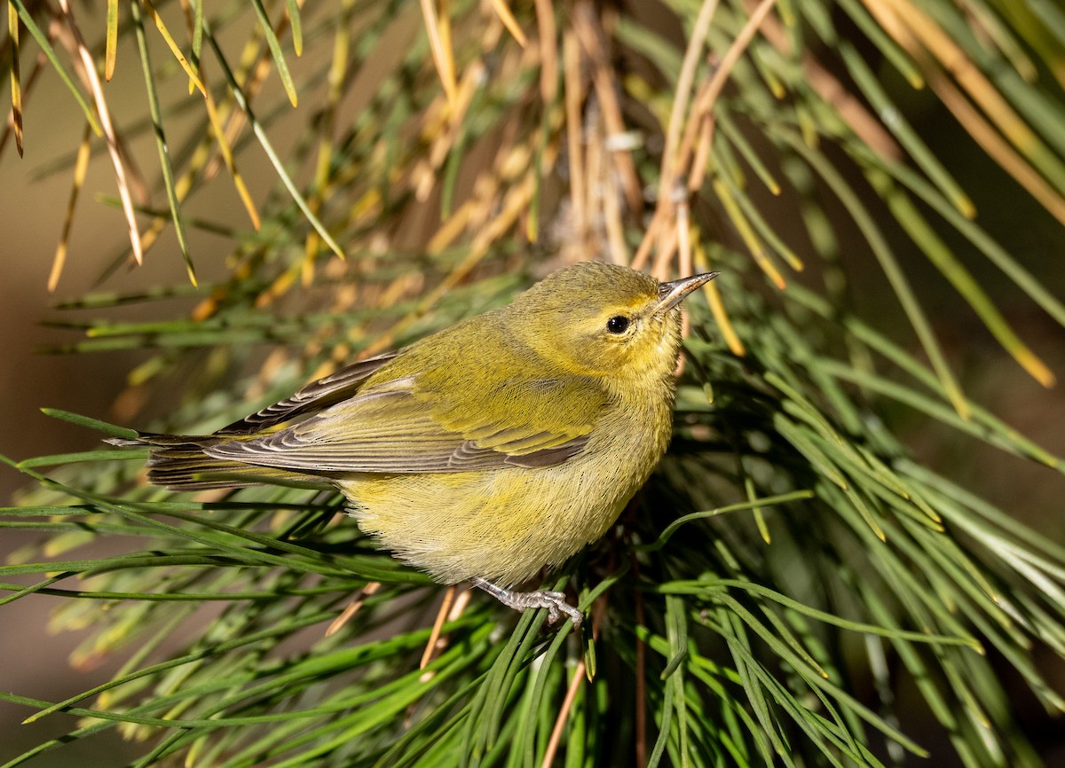 Tennessee Warbler - ML644104912