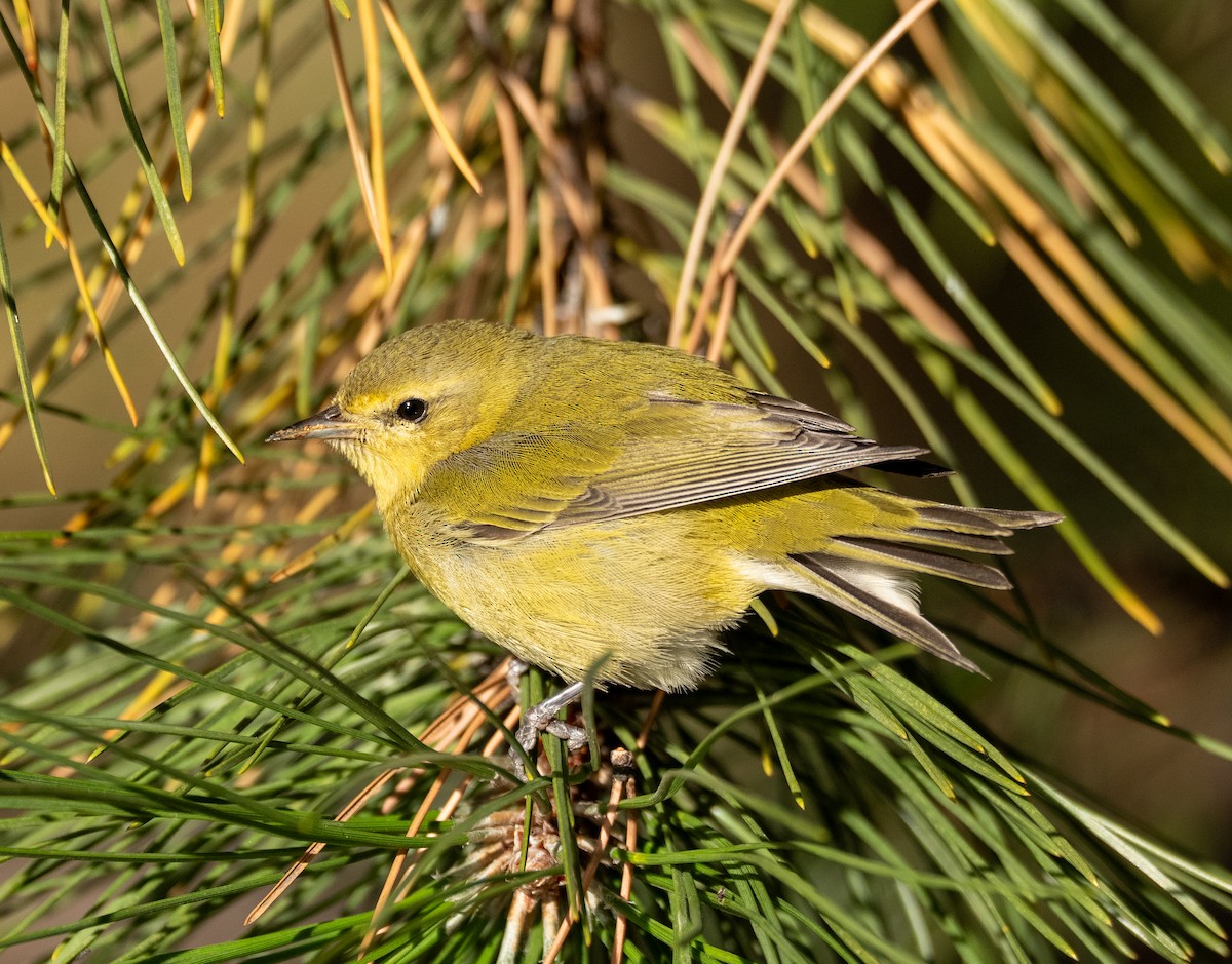 Tennessee Warbler - ML644104916