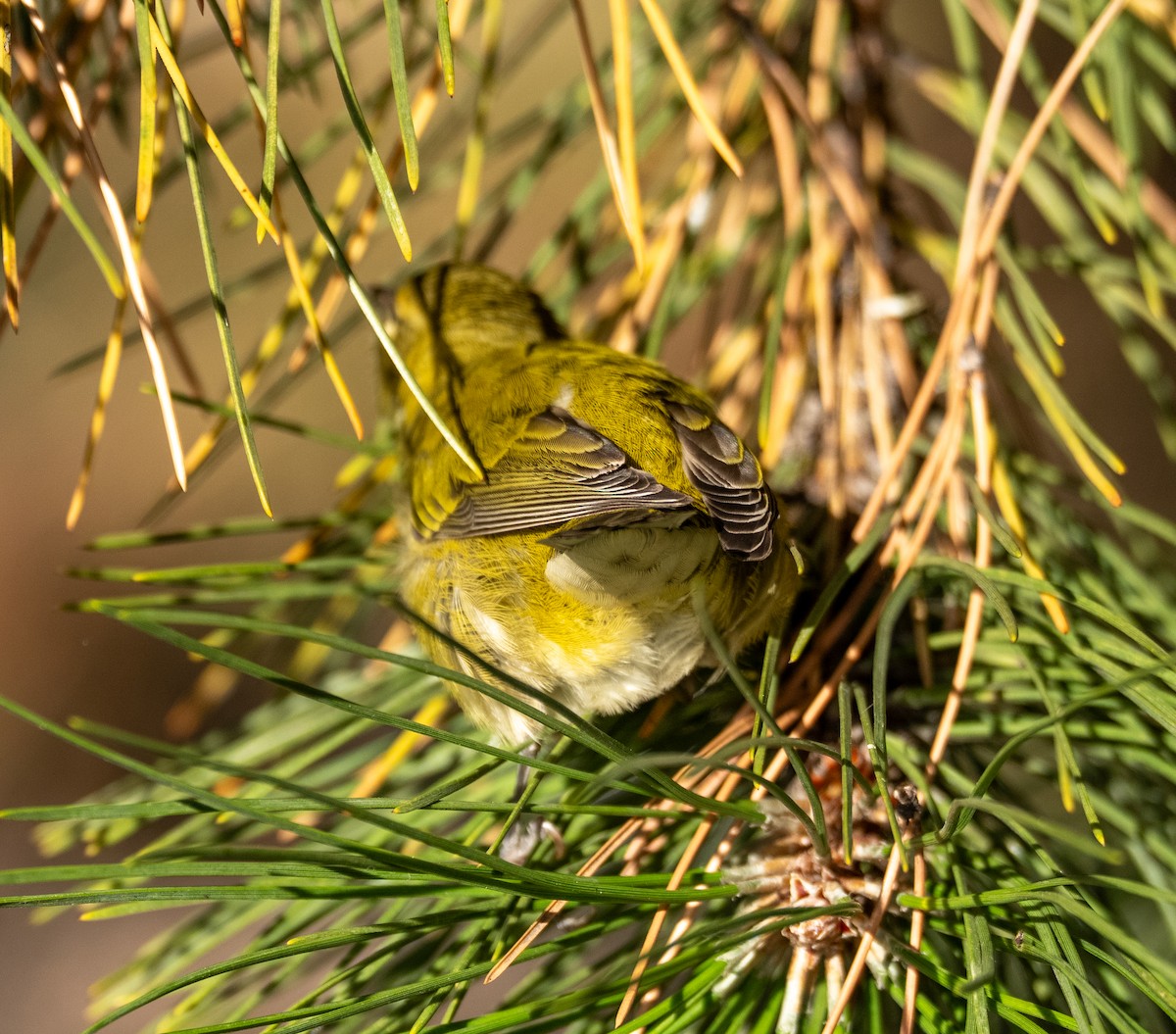 Tennessee Warbler - ML644104920