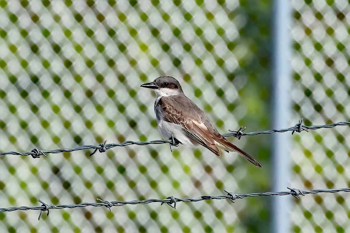 Gray Kingbird - ML644104921