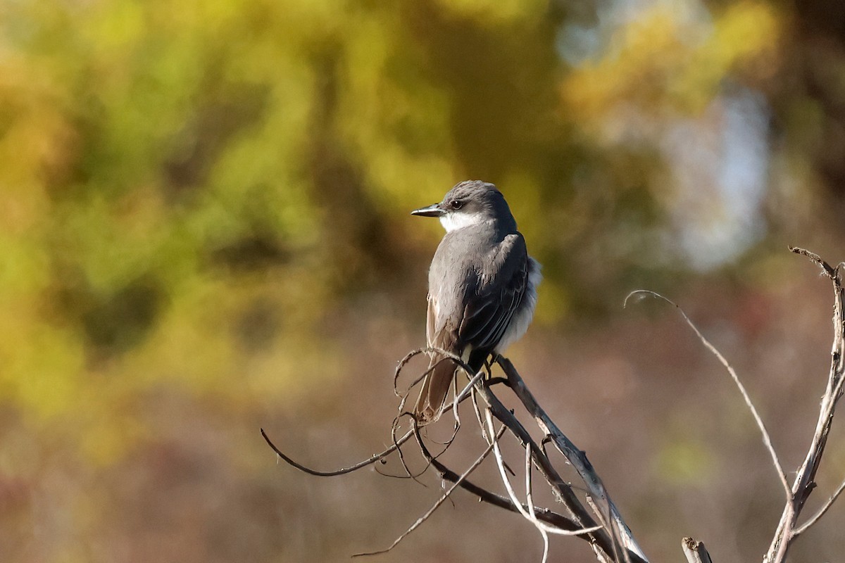Gray Kingbird - ML644104922