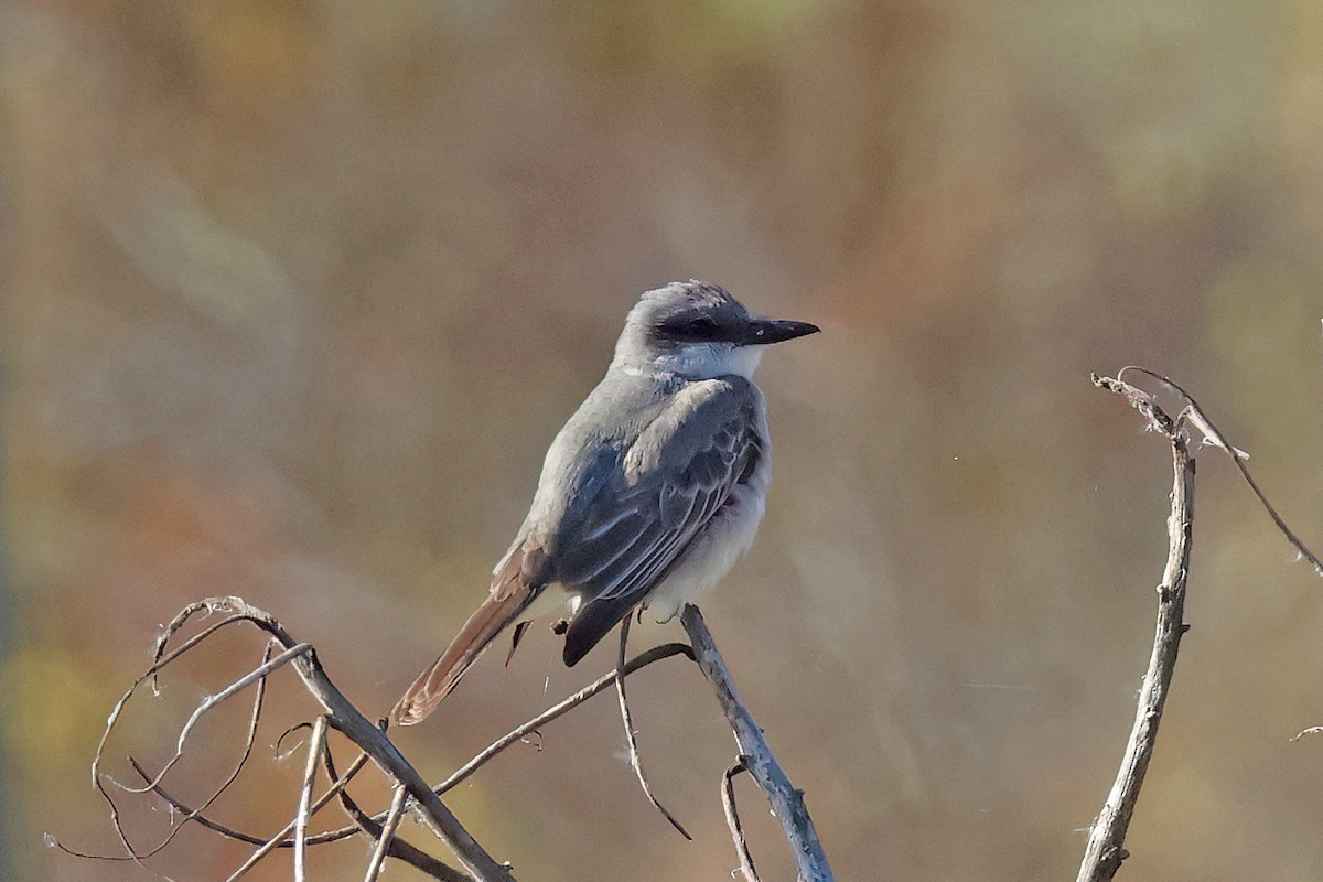 Gray Kingbird - ML644104924