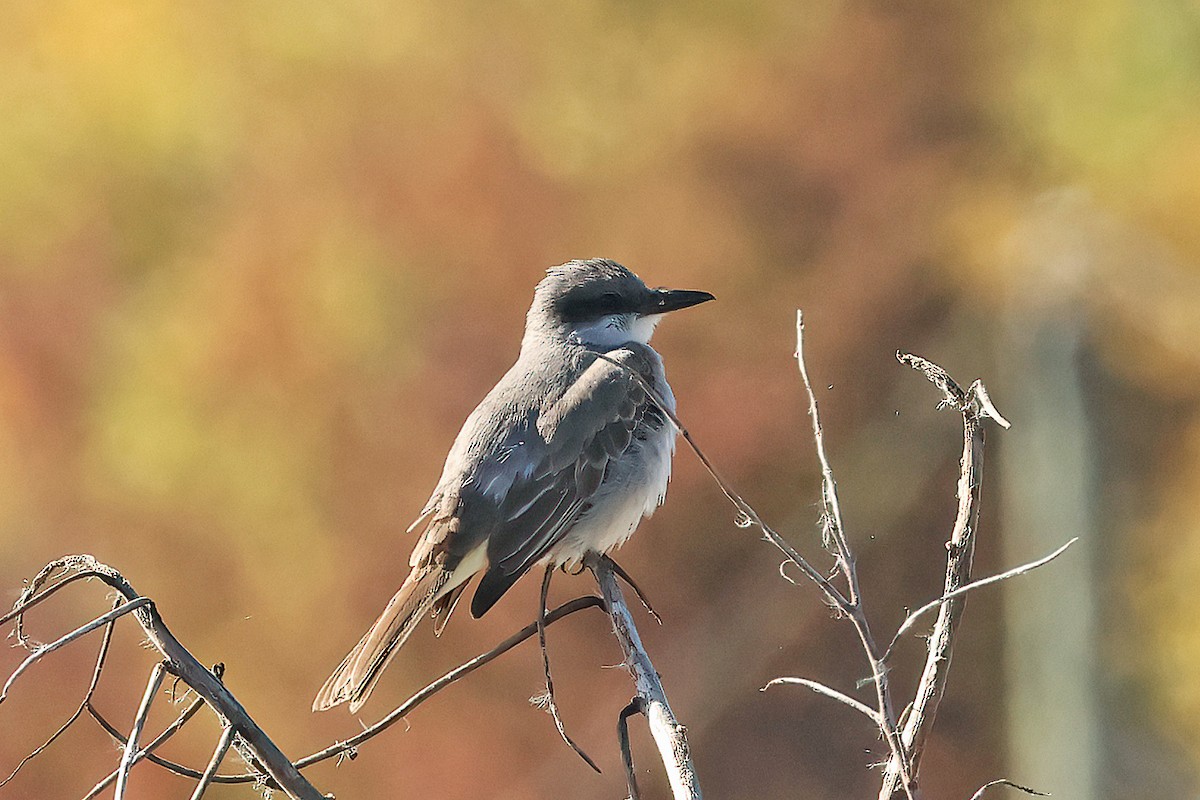 Gray Kingbird - ML644104926