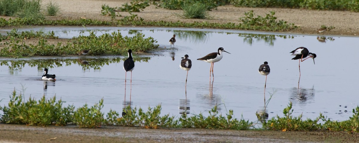 Black-necked Stilt - ML644104938