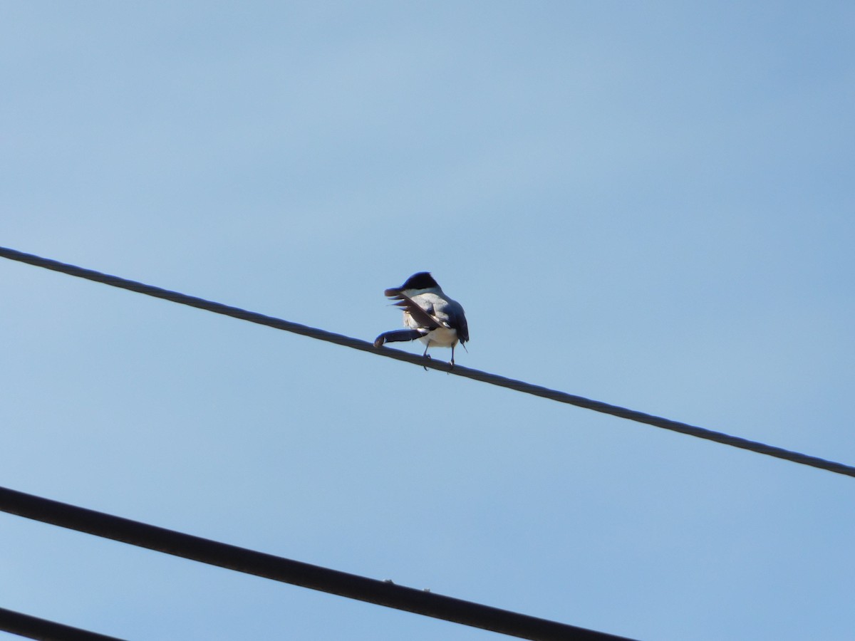Fork-tailed Flycatcher - ML644104940